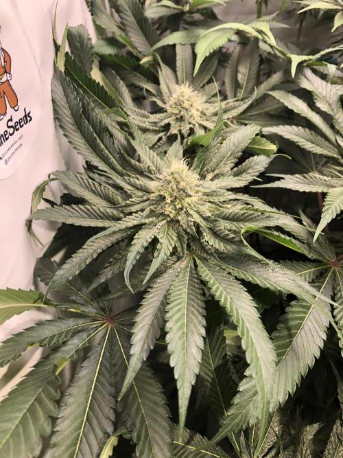 Bay burguer 25. Week 9