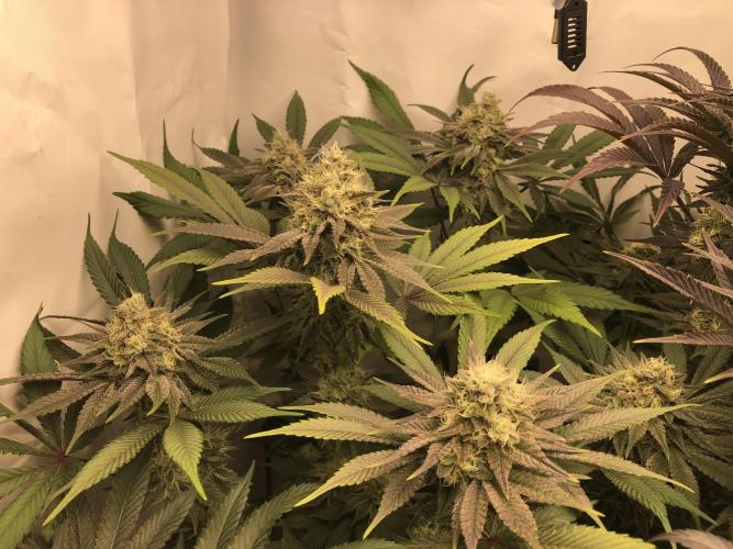 Ice cream haze 25. Week 10