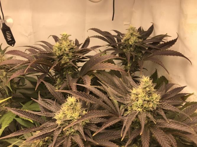 Ice cream haze 25. Week 10