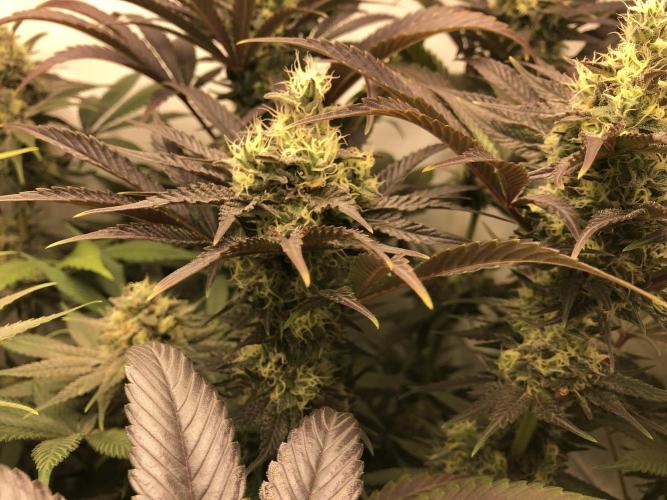 Ice cream haze 25. Week 10