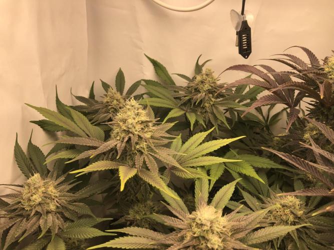 Ice cream haze 25. Week 10