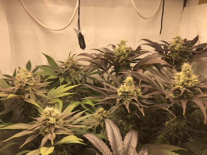 Ice cream haze 25. Week 10