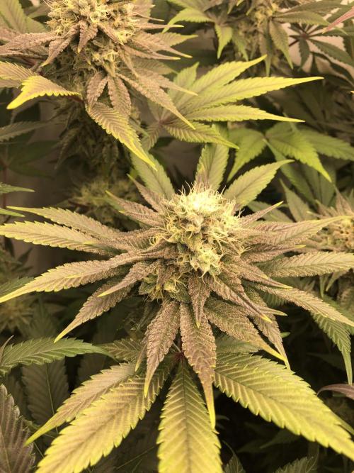 Ice cream haze 25. Week 10