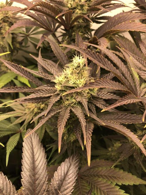 Ice cream haze 25. Week 10