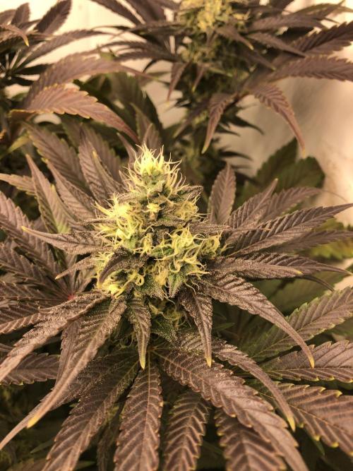 Ice cream haze 25. Week 10