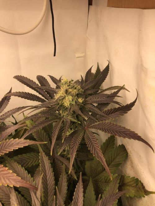 Ice cream haze 25. Week 10