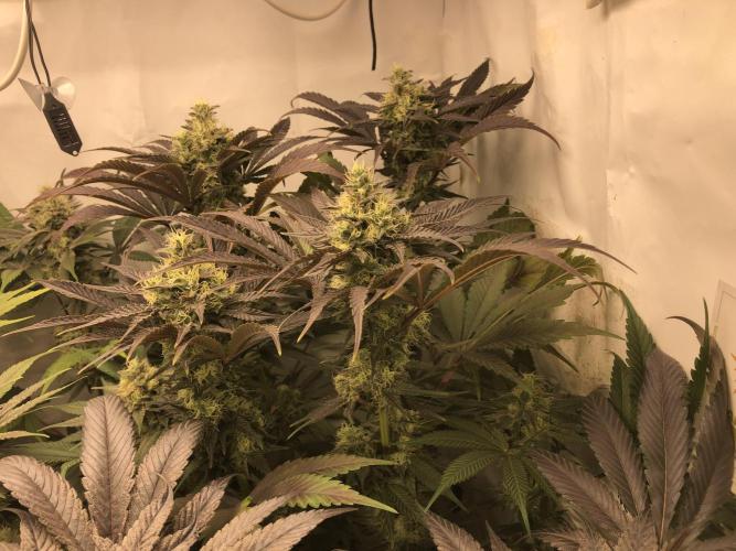 Ice cream haze 25. Week 10