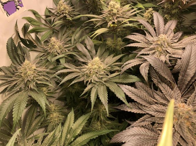 Bay burguer 25. Week 10 - Pheno 1