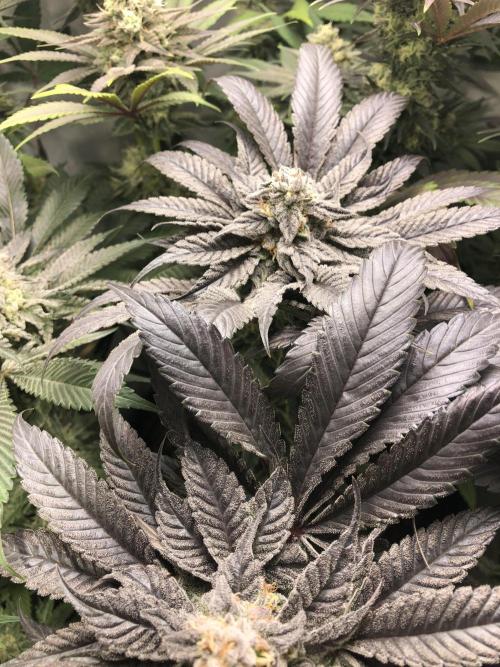 Bay burguer 25. Week 10 - Pheno2