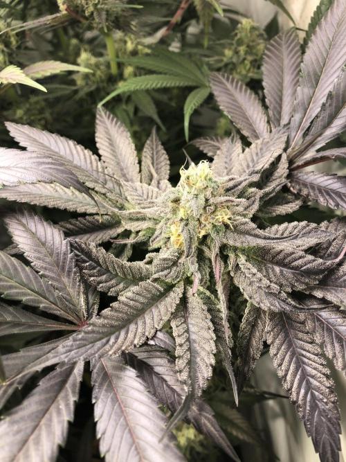 Bay burguer 25. Week 10 - Purple leaves pheno 2