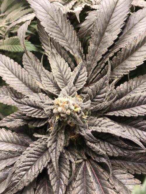 Bay burguer 25. Week 10