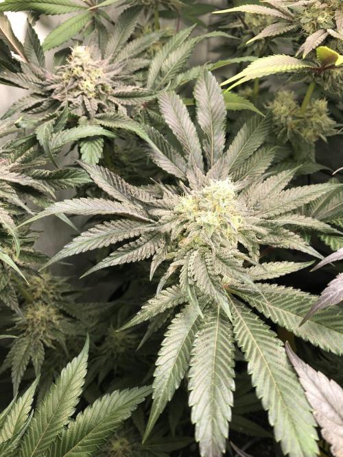 Bay burguer 25. Week 10