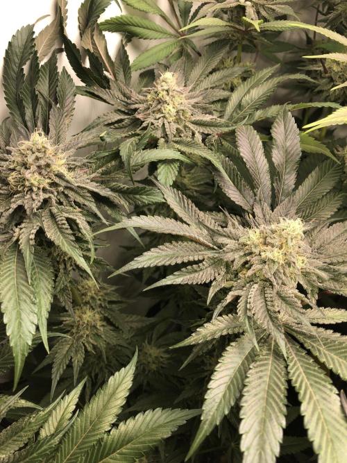 Bay burguer 25. Week 10 - Pheno 1 