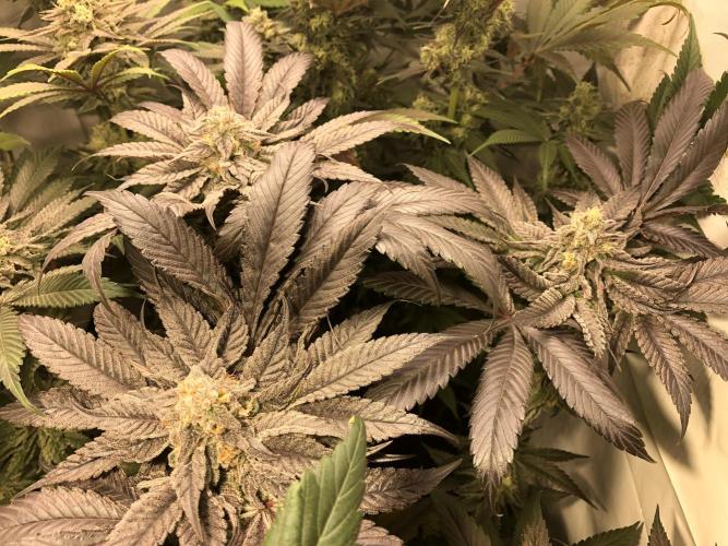 Bay burguer 25. Week 10