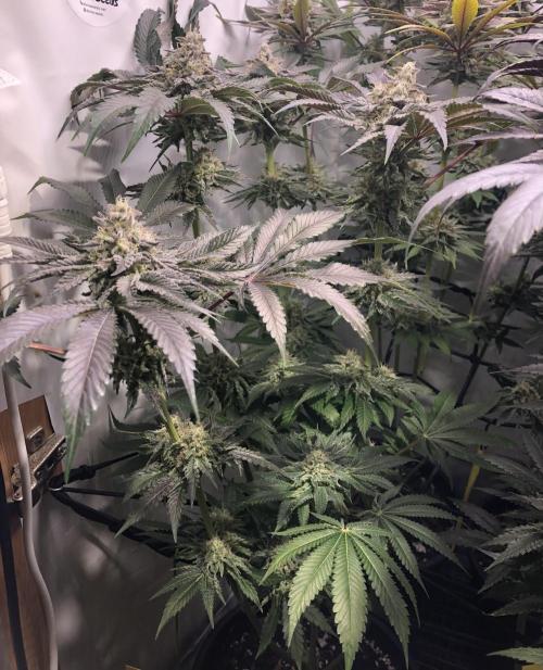 Bay burguer 25. Week 11 - Pheno1