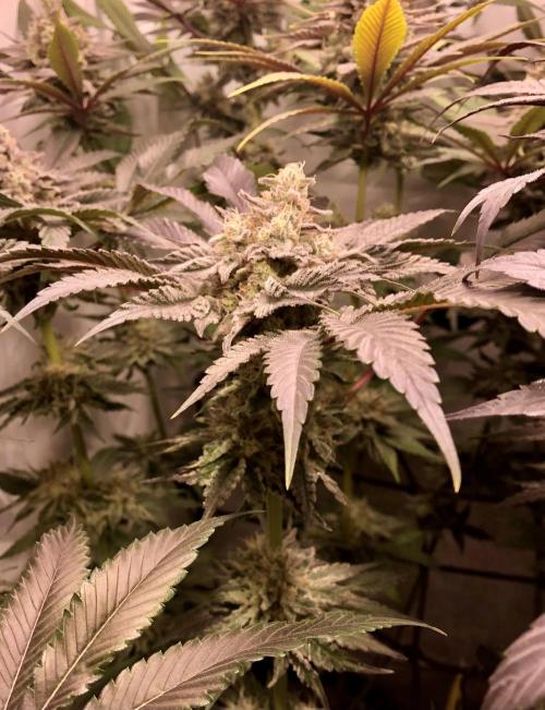 Bay burguer 25. Week 11