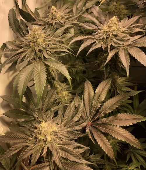 Bay burguer 25. Week 11 - Pheno1