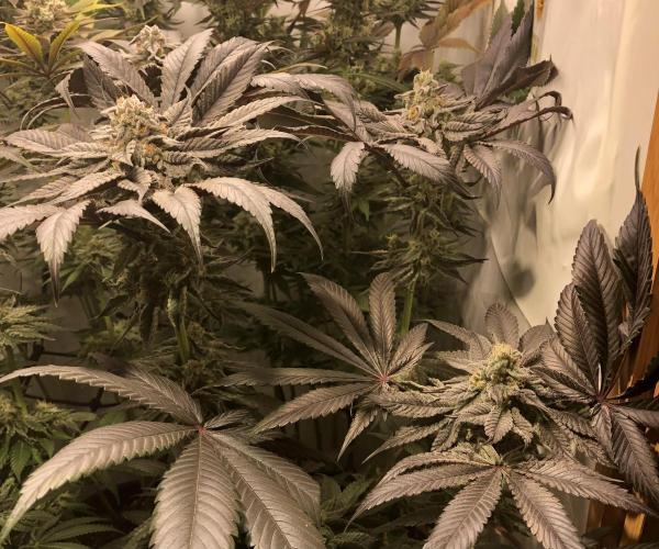 Bay burguer 25. Week 11 - Pheno2