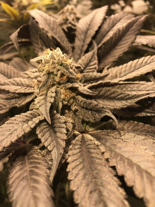 Bay burguer 25. Week 11 - Pheno2