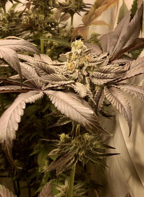 Bay burguer 25. Week 11 - Pheno2