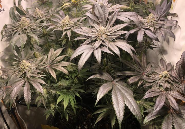 Bay burguer 25. Week 11