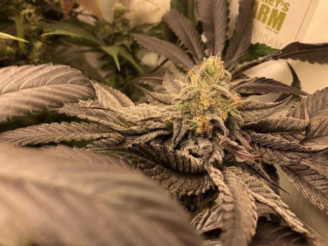 Bay burguer 25. Week 11