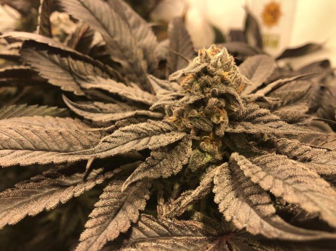 Bay burguer 25. Week 11 - Pheno2