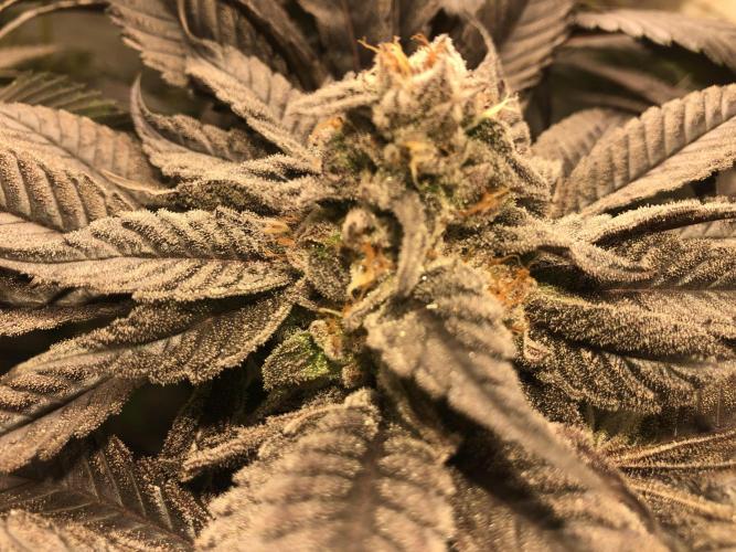 Bay burguer 25. Week 11 - Pheno2