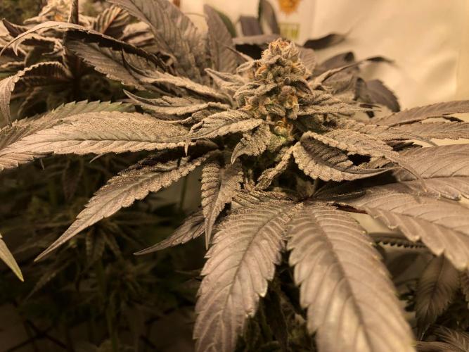 Bay burguer 25. Week 11 - Pheno2