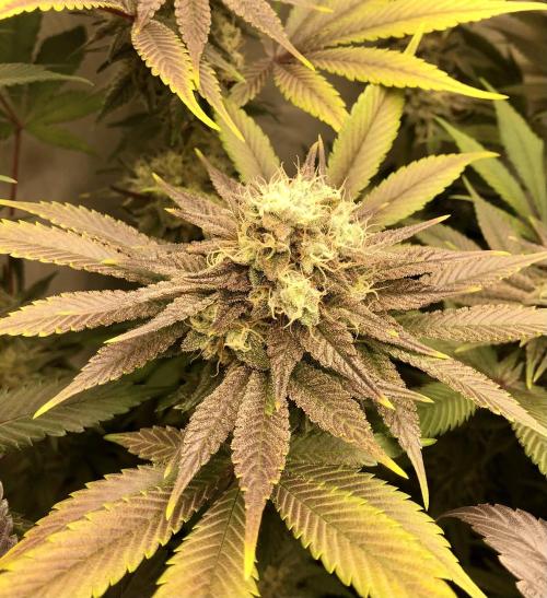 Ice cream haze 25. Week 11