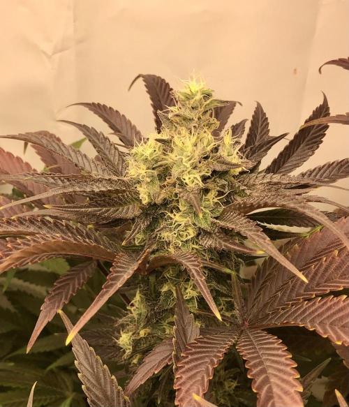 Ice cream haze 25. Week 11