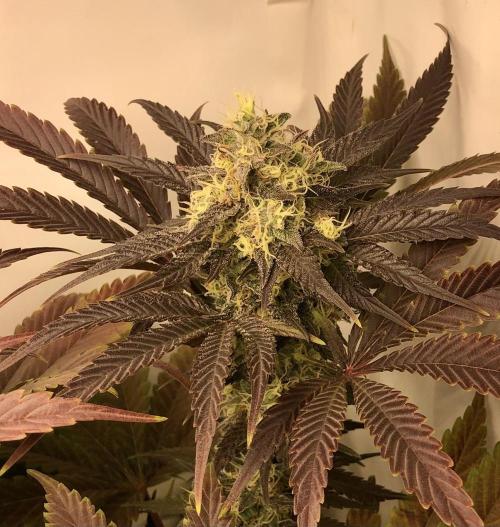 Ice cream haze 25. Week 11