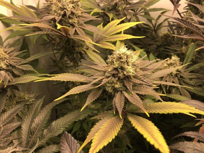 Ice cream haze 25. Week 11