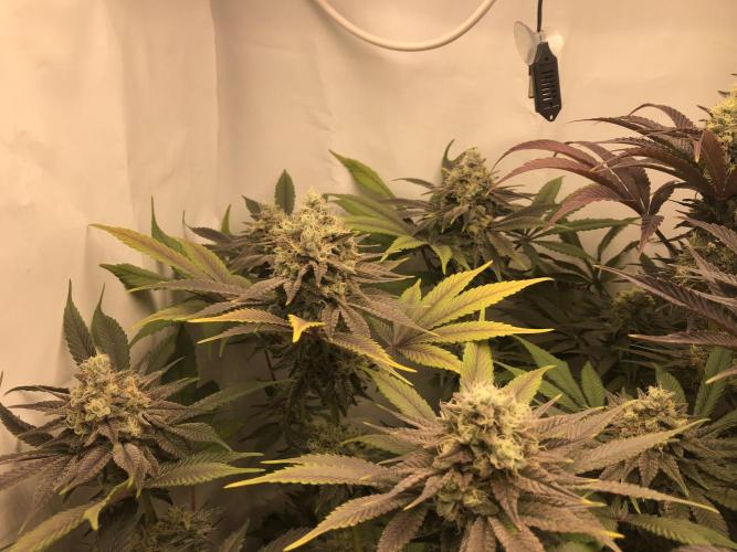 Ice cream haze 25. Week 11