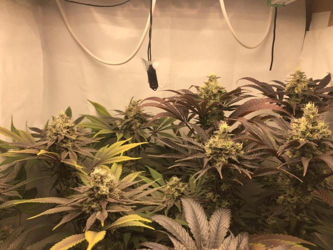 Ice cream haze 25. Week 11