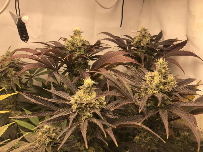 Ice cream haze 25. Week 11