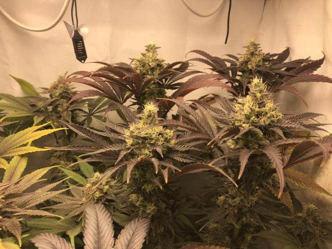 Ice cream haze 25. Week 11