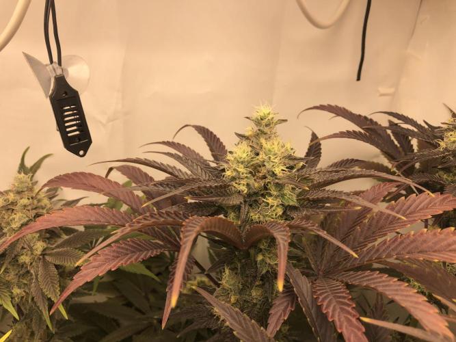 Ice cream haze 25. Week 11