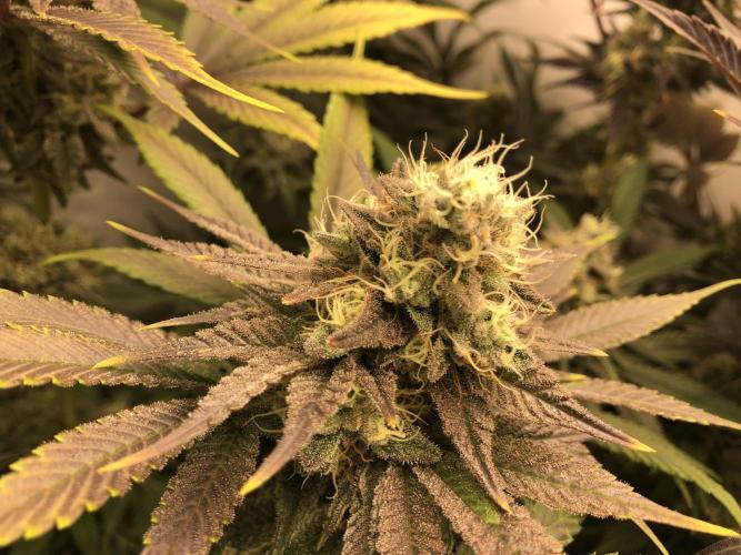 Ice cream haze 25. Week 11