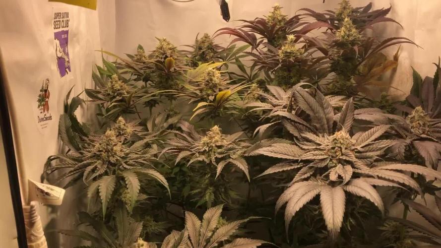 Ice cream haze 25