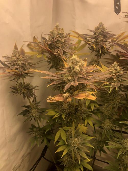 Ice cream haze 25. Week 12