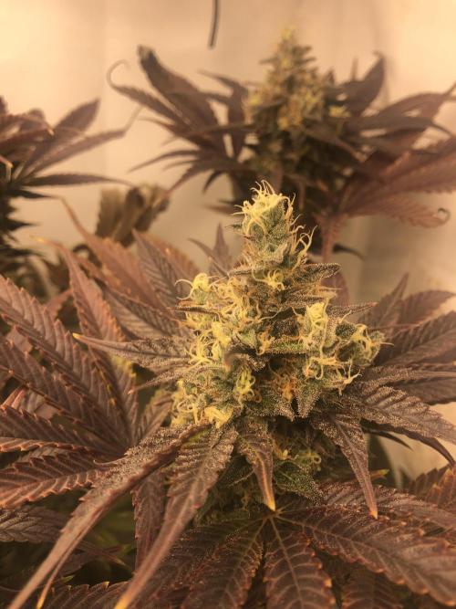 Ice cream haze 25. Week 12