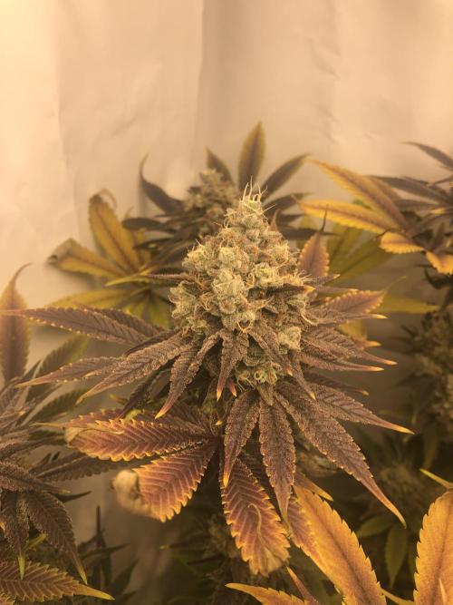 Ice cream haze 25. Week 12