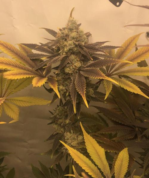 Ice cream haze 25. Week 12