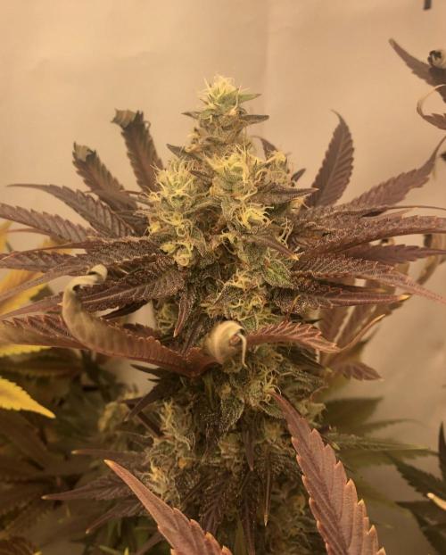 Ice cream haze 25. Week 12