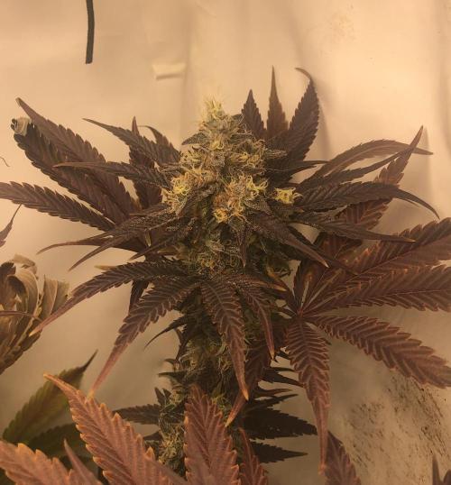 Ice cream haze 25. Week 12