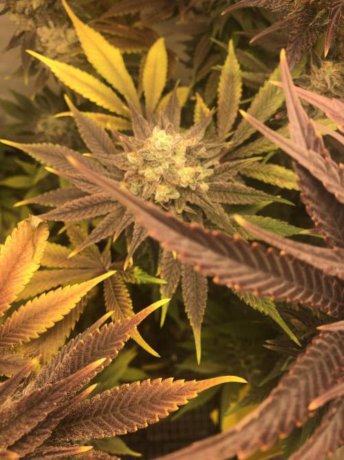 Ice cream haze 25. Week 12