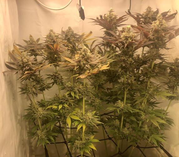 Ice cream haze 25. Week 12