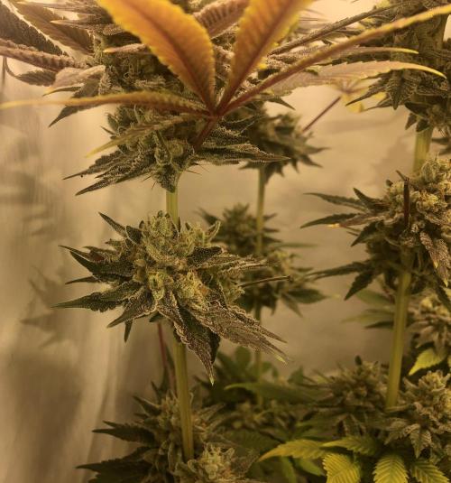 Ice cream haze 25. Week 12