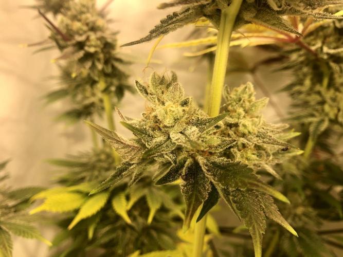 Ice cream haze 25. Week 12